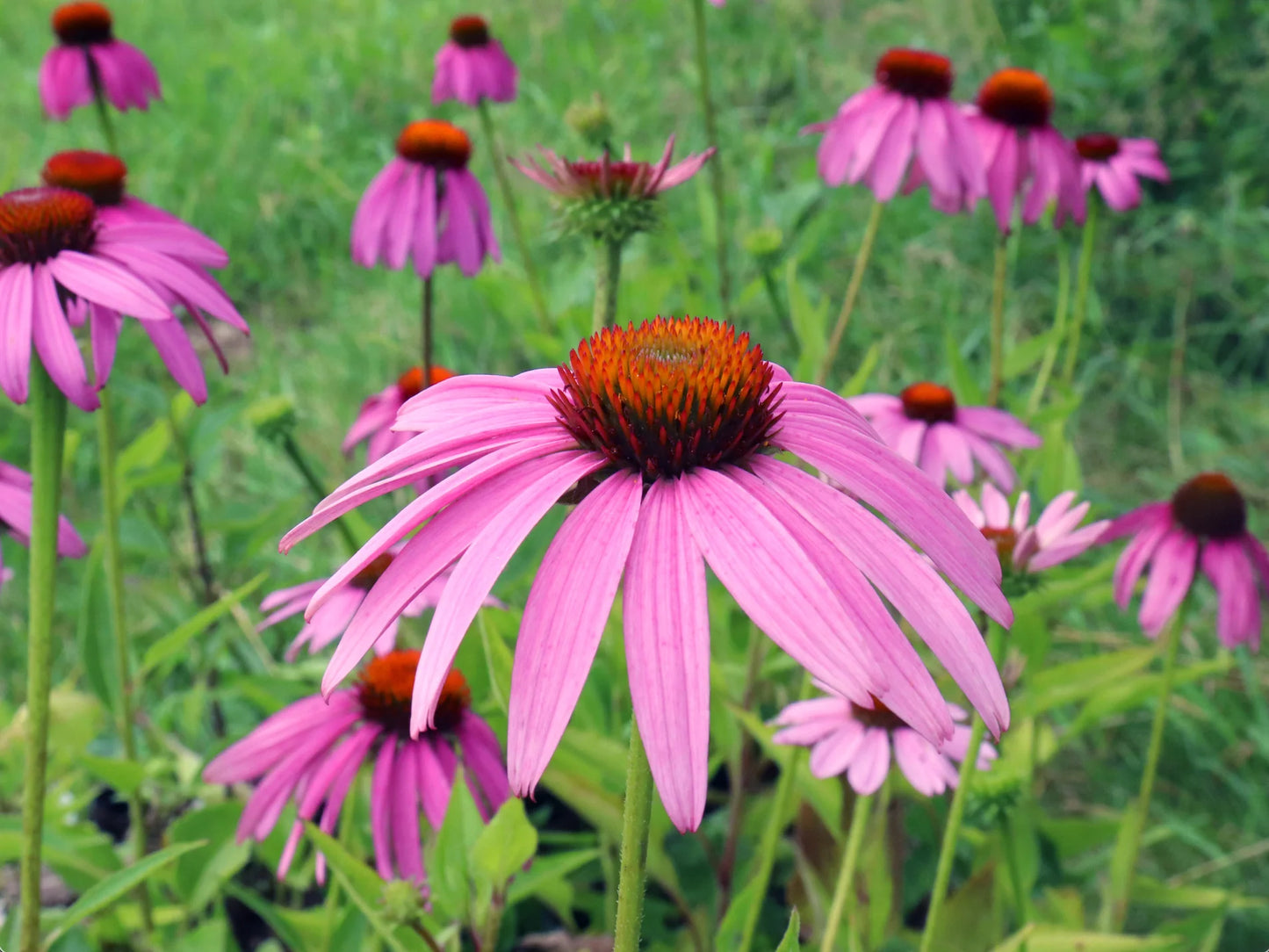 Purple Coneflower (Echinacea purpurea)