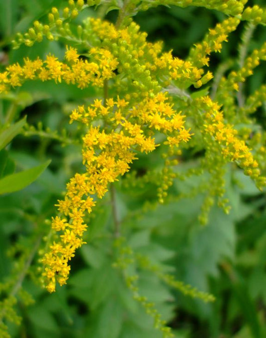 Wrinkleleaf Goldenrod (Solidago rugosa)