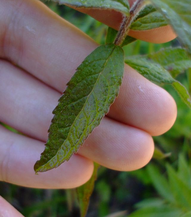 Wrinkleleaf Goldenrod (Solidago rugosa)