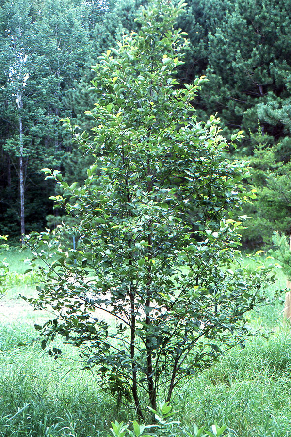 Speckled Alder (Alnus incana susp. rugosa)