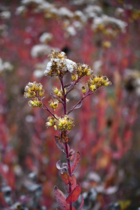 Stiff Goldenrod (Oligoneuron rigidum)