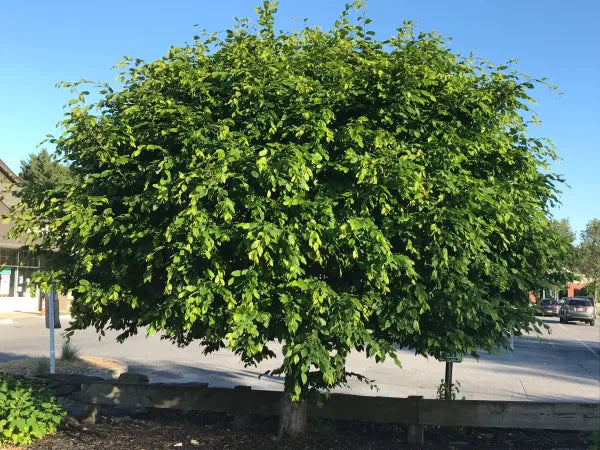 American Hornbeam (Carpinus caroliniana)