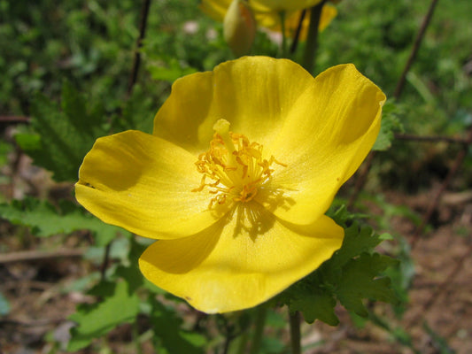 Wood Poppy (Stylophorum diphyllum)