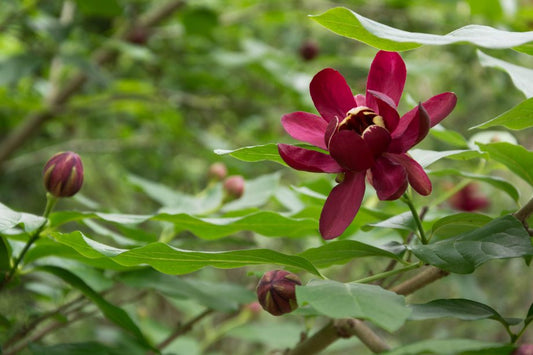 Carolina Allspice (Calycanthus floridus)