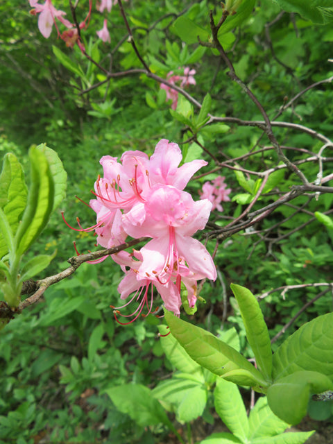 Roseshell Azalea (Azalea prinophyllum; Rhododendron roseum)