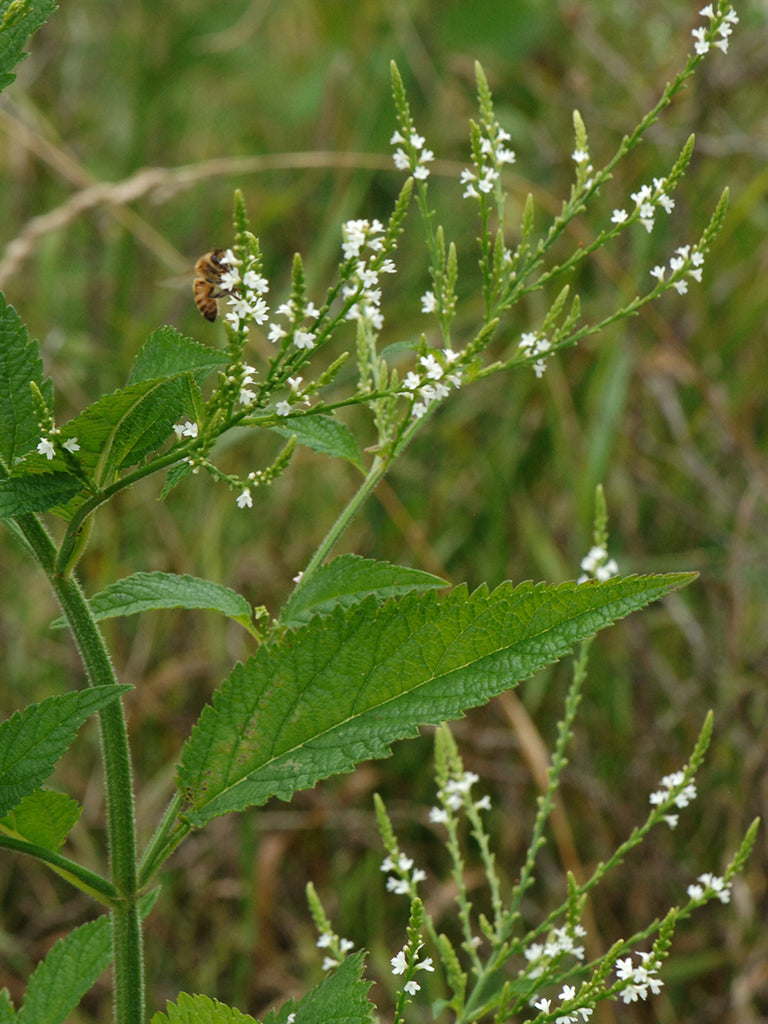 White Vervain (Verbena urticifolia)