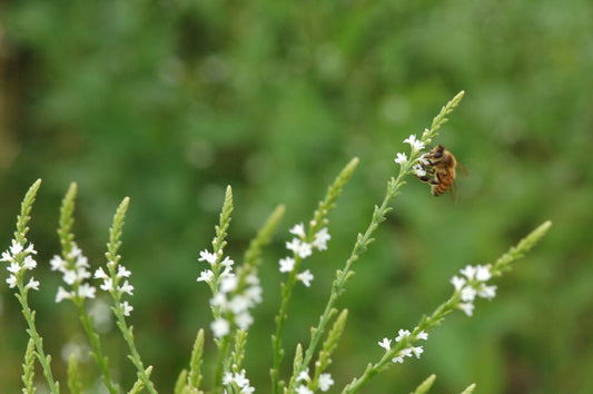 White Vervain (Verbena urticifolia)
