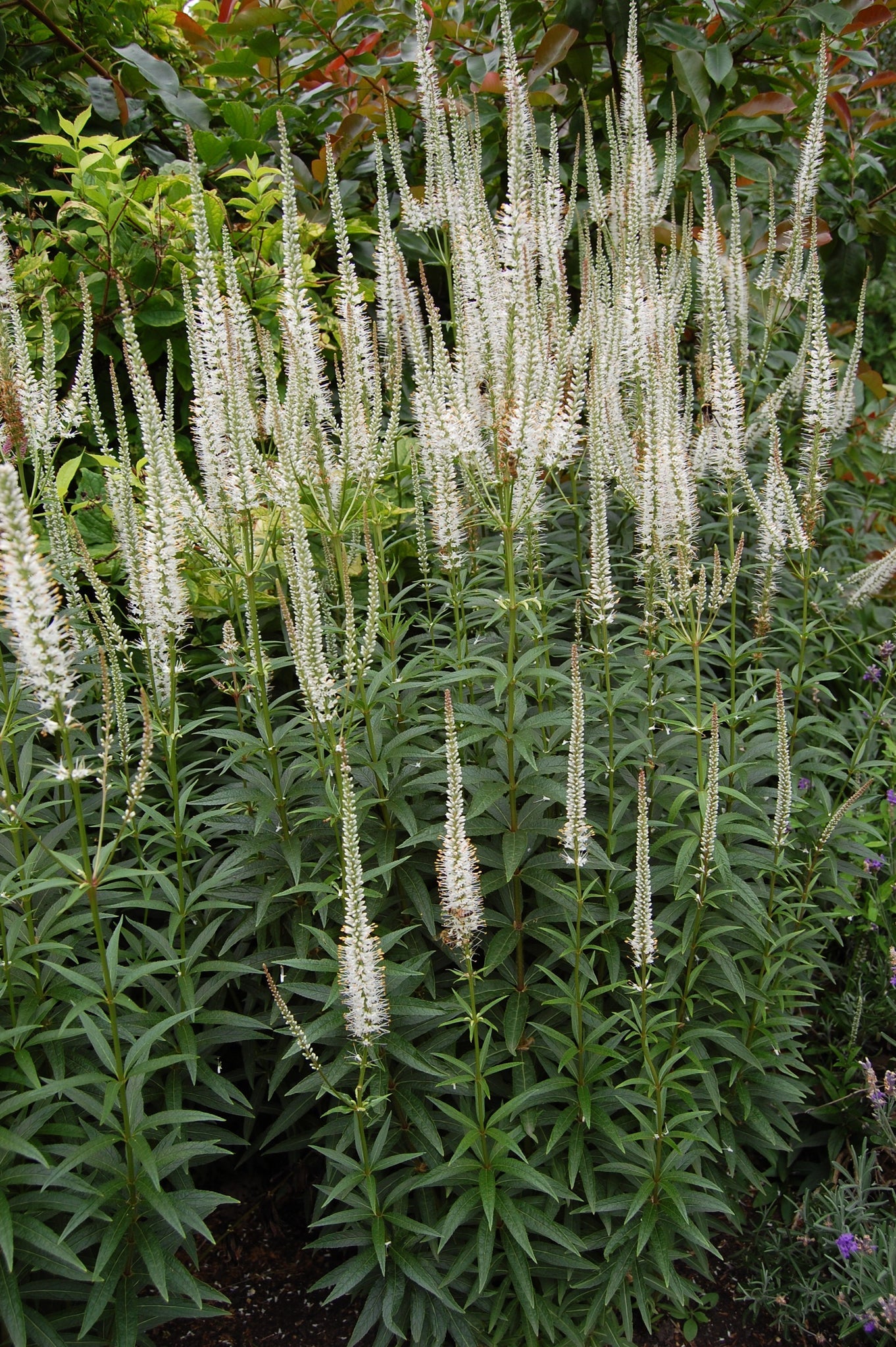 Culver's Root (Veronicastrum virginicum)