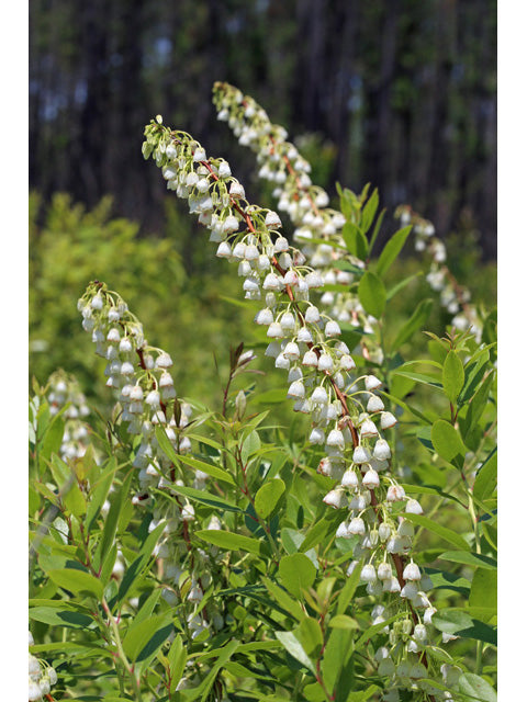 Honeycup (Zenobia pulverulenta)