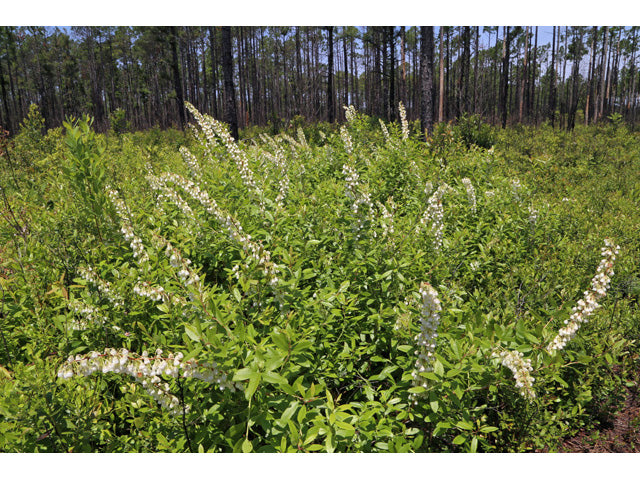 Honeycup (Zenobia pulverulenta)