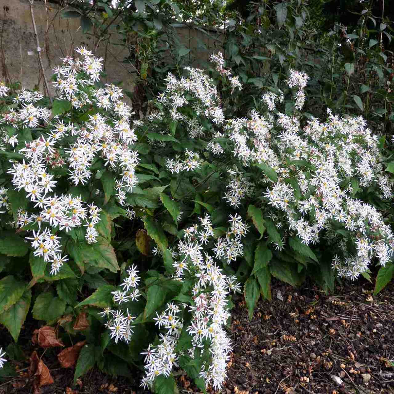 White Wood Aster (Aster divaricatus)