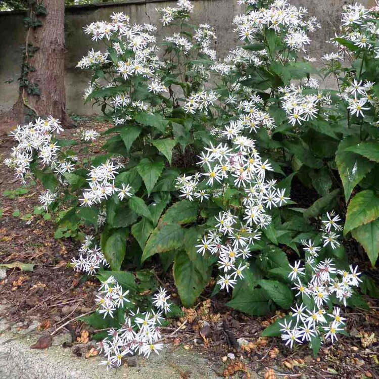 White Wood Aster (Aster divaricatus)