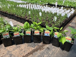 Mel's Soft Landings Plant Kit