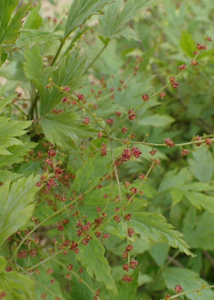 Yellowroot (Xanthorhiza simplicissima)