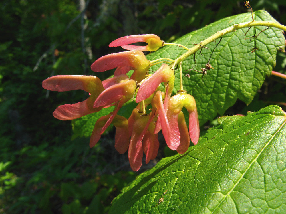 Mountain Maple (Acer spicatum)