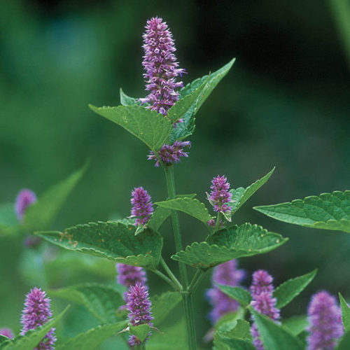 Anise Hyssop (Agastache foeniculum)