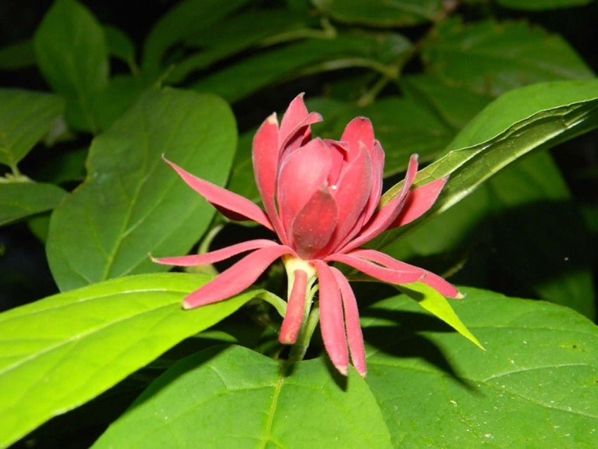 Carolina Allspice (Calycanthus floridus)