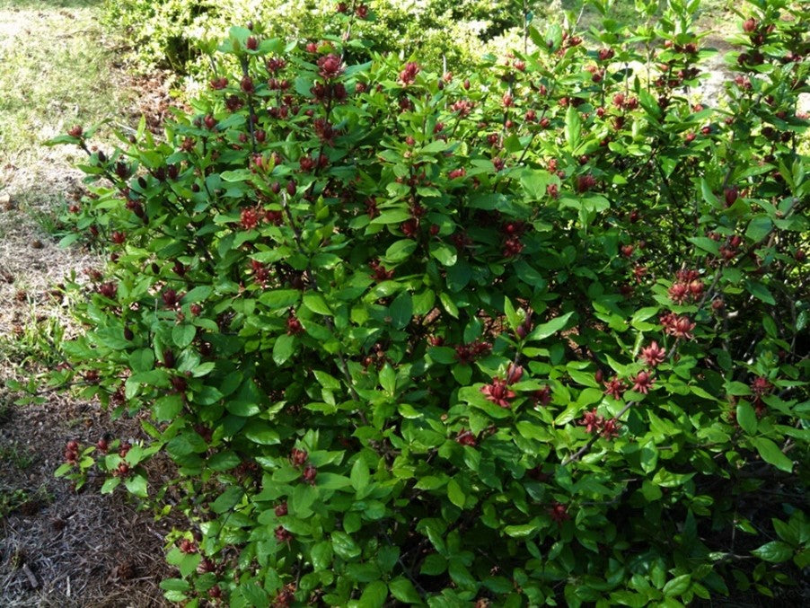 Carolina Allspice (Calycanthus floridus)