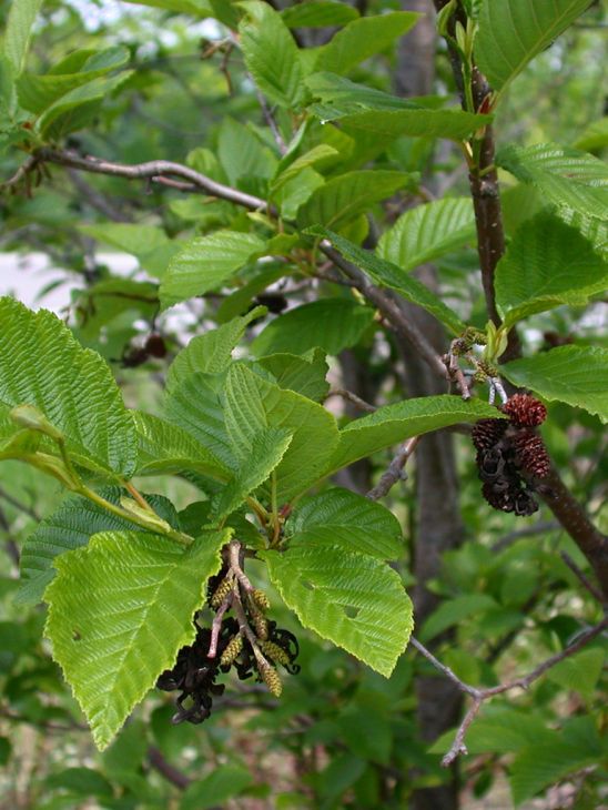 Speckled Alder (Alnus incana susp. rugosa)