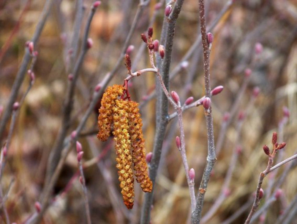 Smooth Alder (Alnus serrulata)