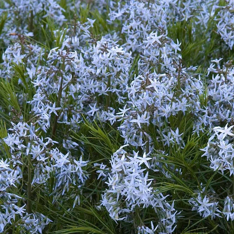 Threadleaf Bluestar (Amsonia hubrichtii)