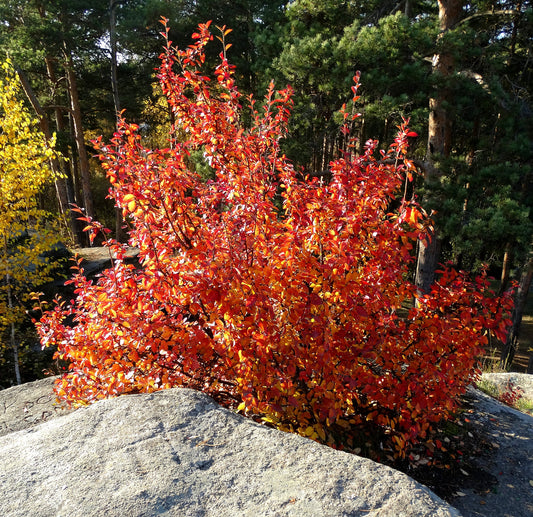 Running Serviceberry (Amelanchier stolonifera)