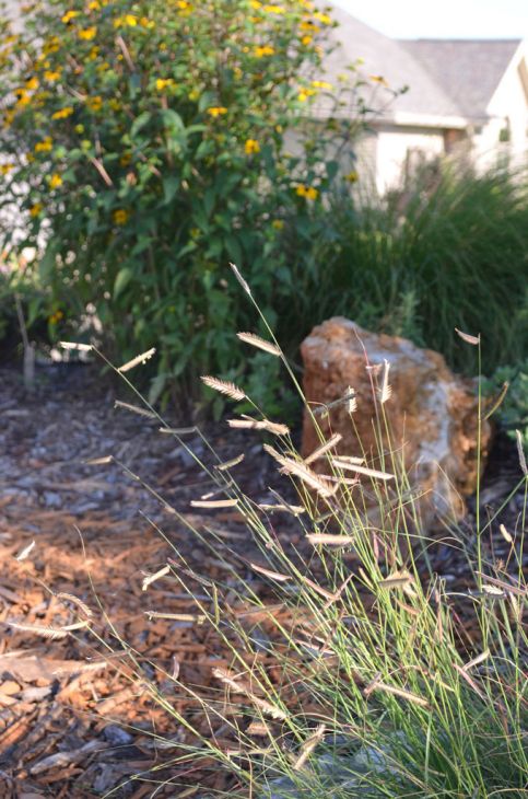 Blue Grama Grass (Bouteloua gracilis)