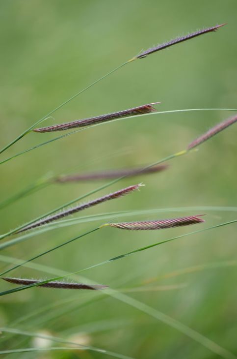 Blue Grama Grass (Bouteloua gracilis)