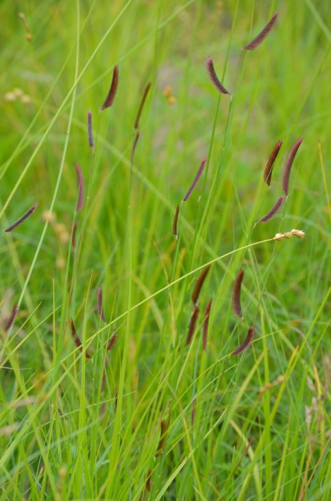 Blue Grama Grass (Bouteloua gracilis)