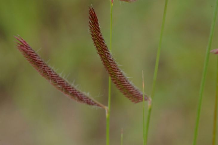 Blue Grama Grass (Bouteloua gracilis)