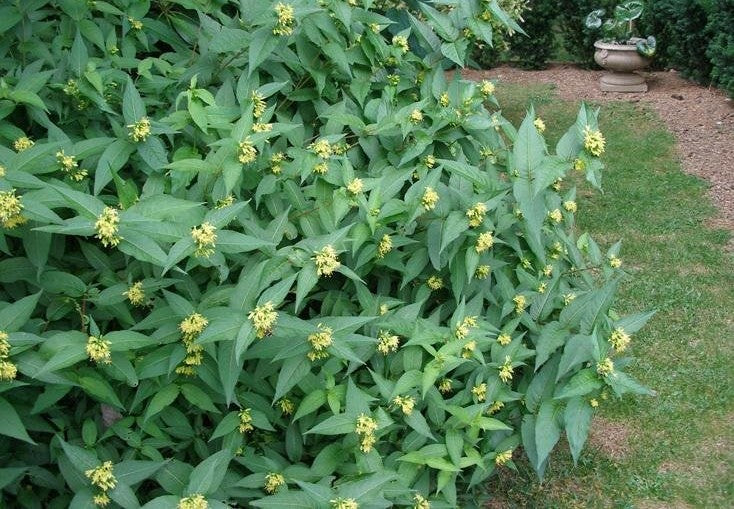 Southern Bush Honeysuckle (Diervilla sessilifolia)