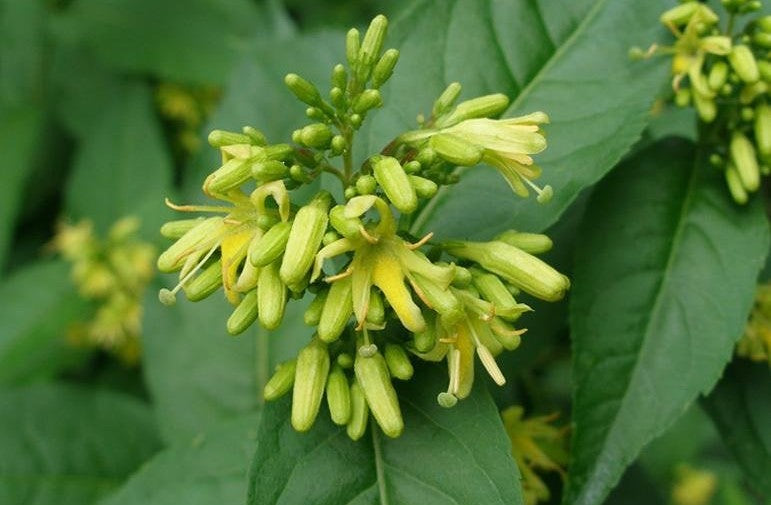 Southern Bush Honeysuckle (Diervilla sessilifolia)