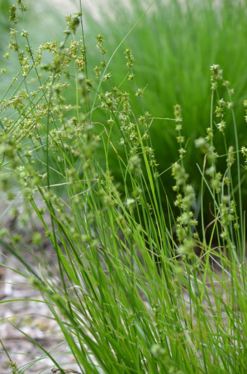 Rosy Sedge (Carex rosea)