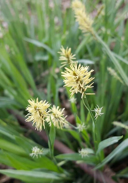 Creeping Sedge (Carex laxiculmis)