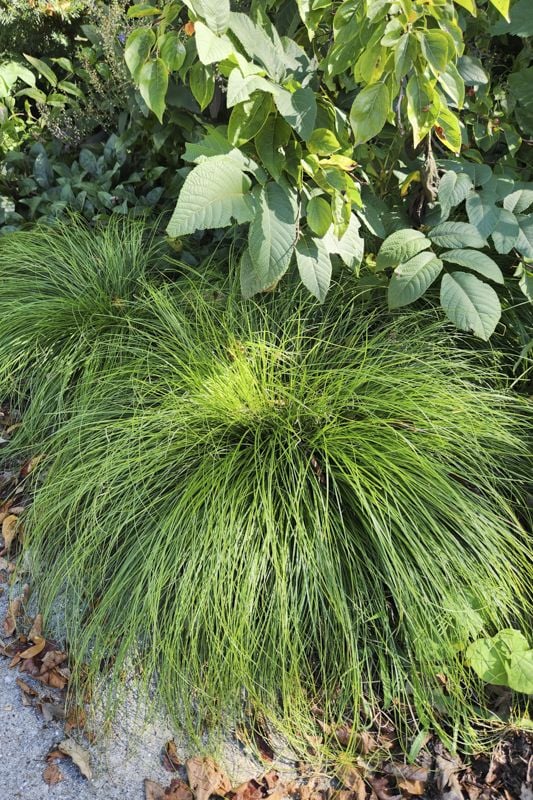 Rosy Sedge (Carex rosea)