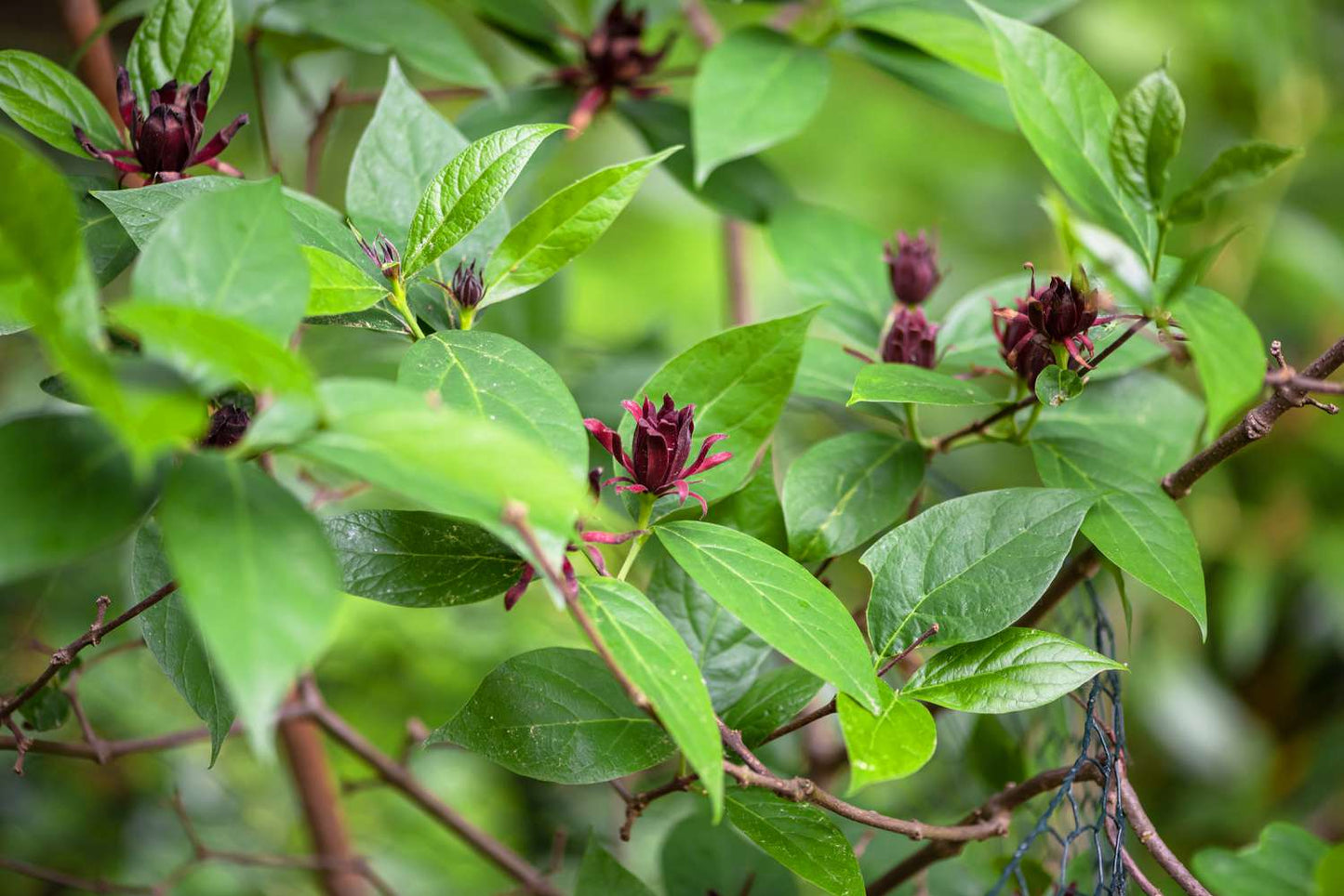 Carolina Allspice (Calycanthus floridus)