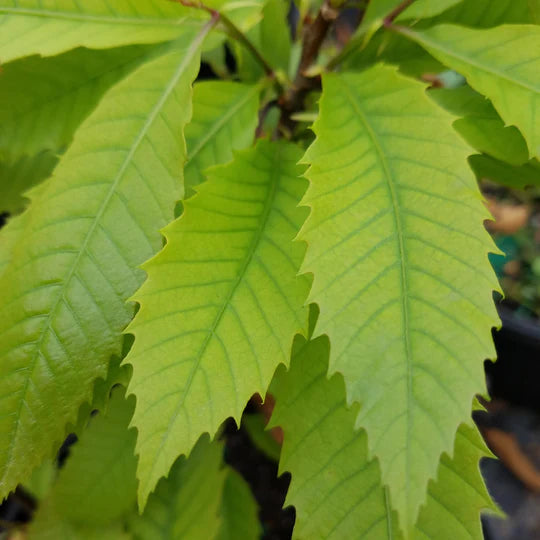 American Chestnut (Castanea dentata)