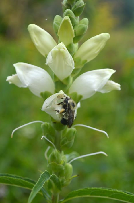 Turtlehead (Chelone glabra)