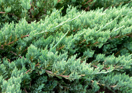 Creeping Juniper (Juniperus horizontalis)