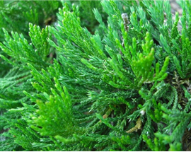 Creeping Juniper (Juniperus horizontalis)