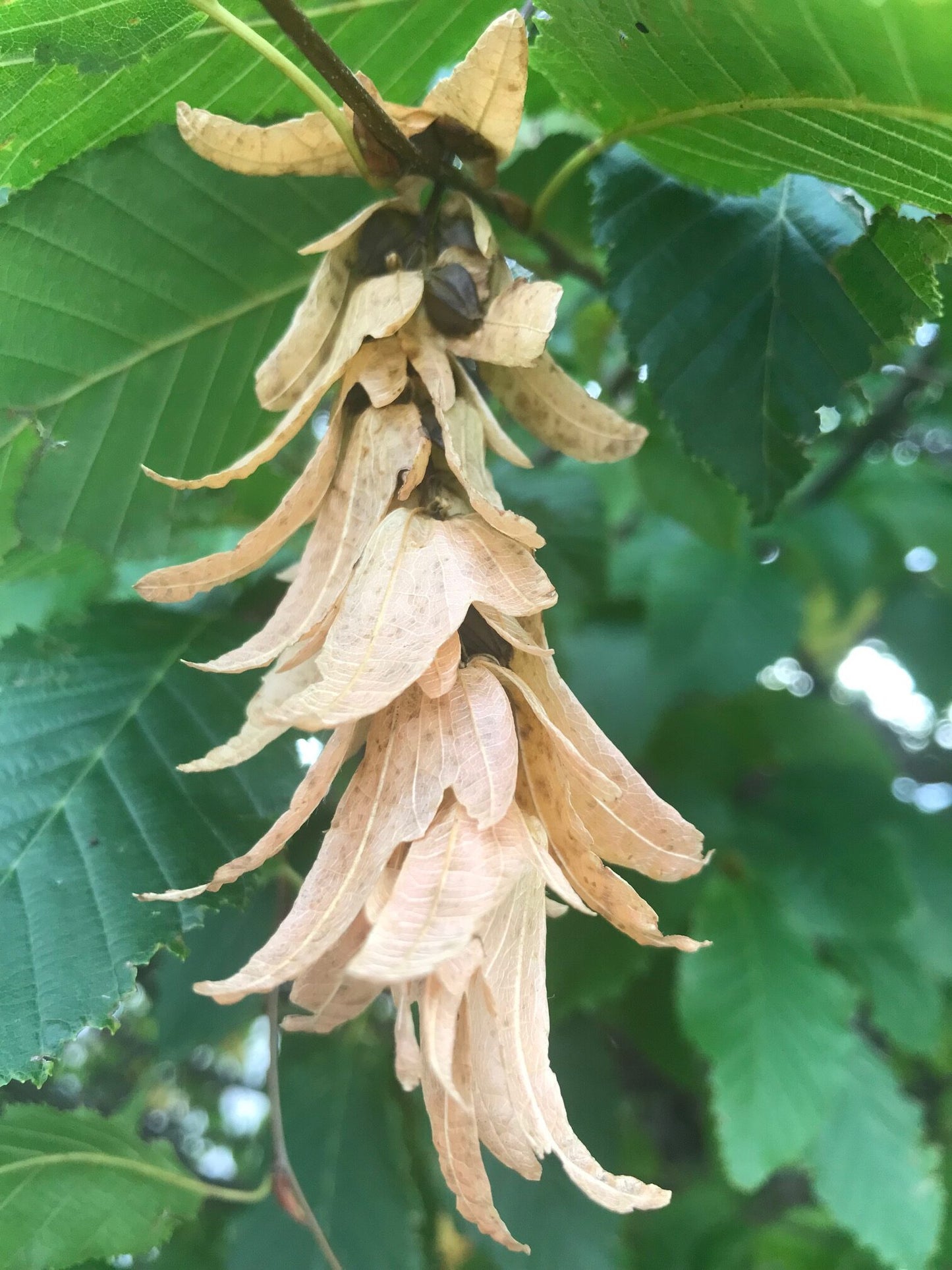 American Hornbeam (Carpinus caroliniana)