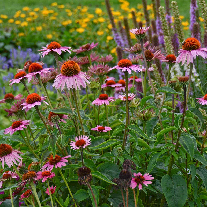 Purple Coneflower (Echinacea purpurea)