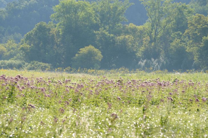 Joe-Pye Weed (Eutrochium maculatum)