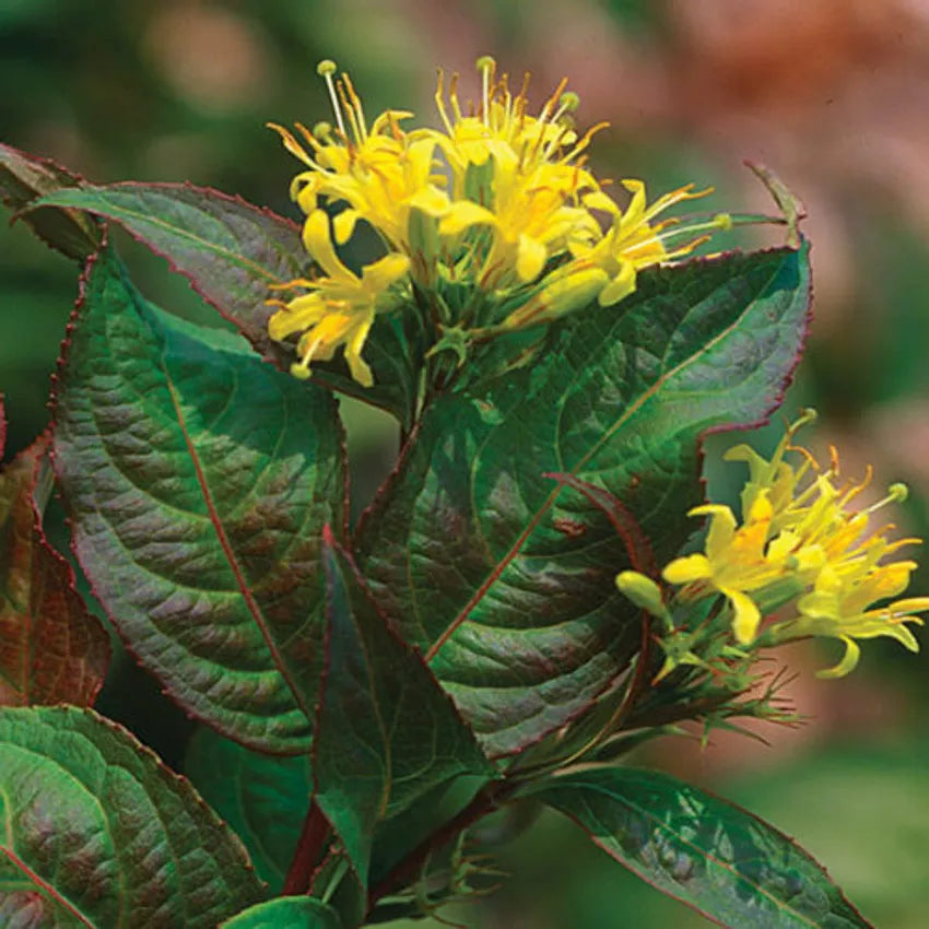 Southern Bush Honeysuckle (Diervilla sessilifolia)