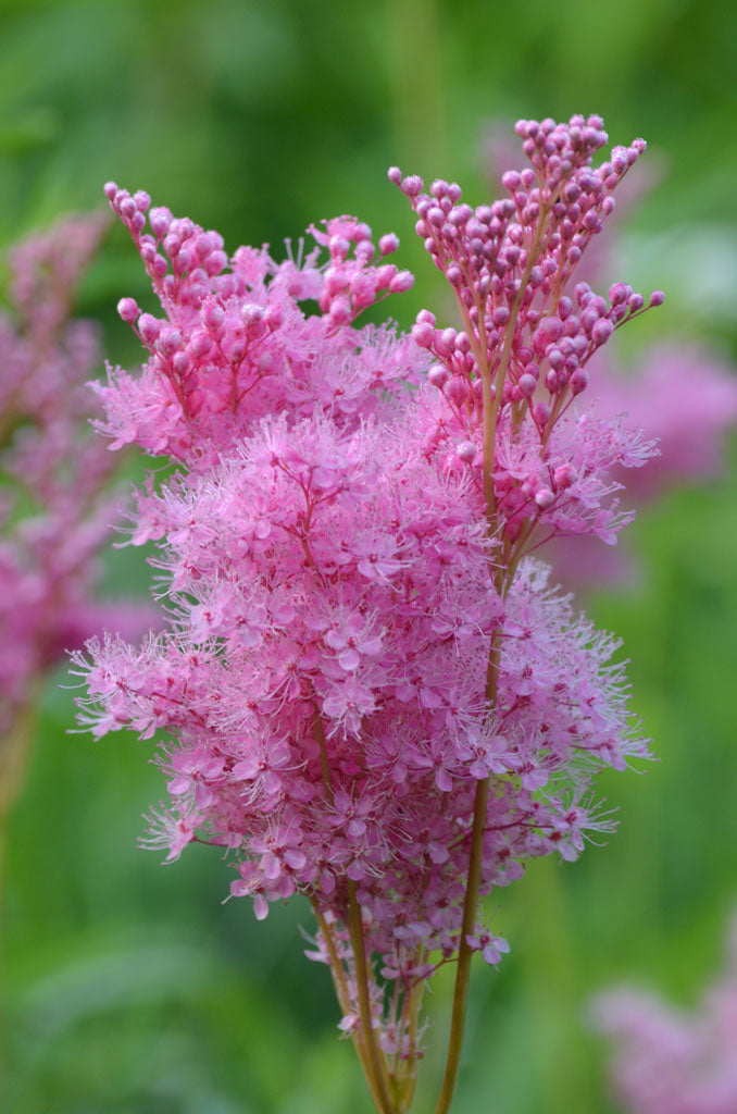 Queen of the Prairie (Filipendula rubra)