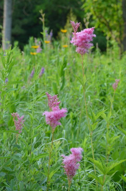 Queen of the Prairie (Filipendula rubra)
