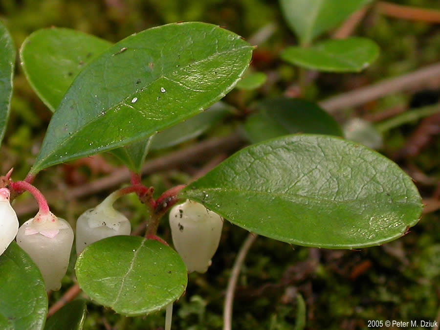Wintergreen (Gaultheria procumbens)