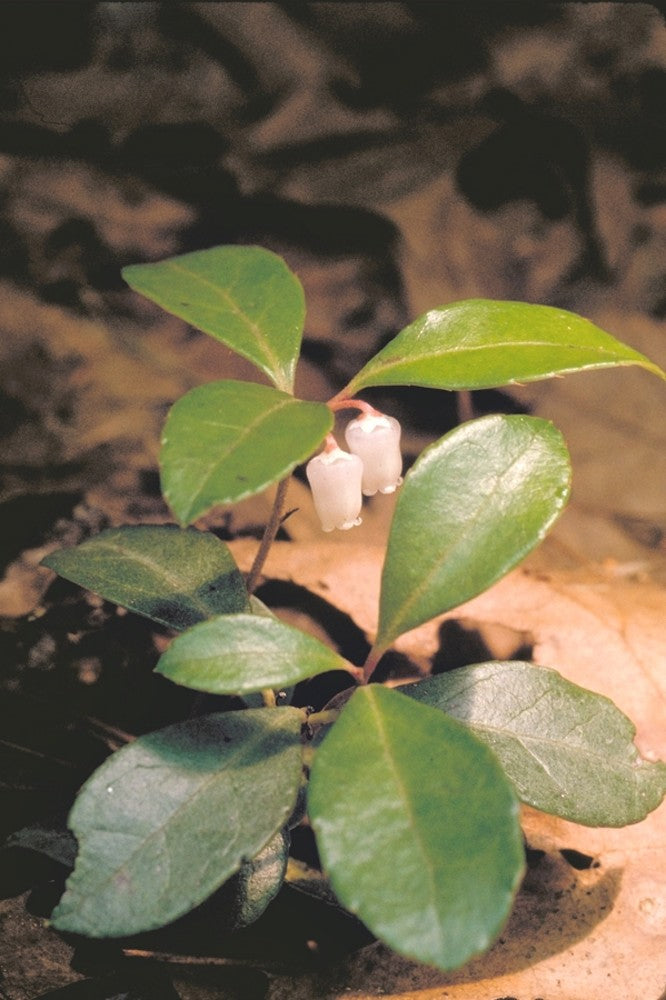 Wintergreen (Gaultheria procumbens)
