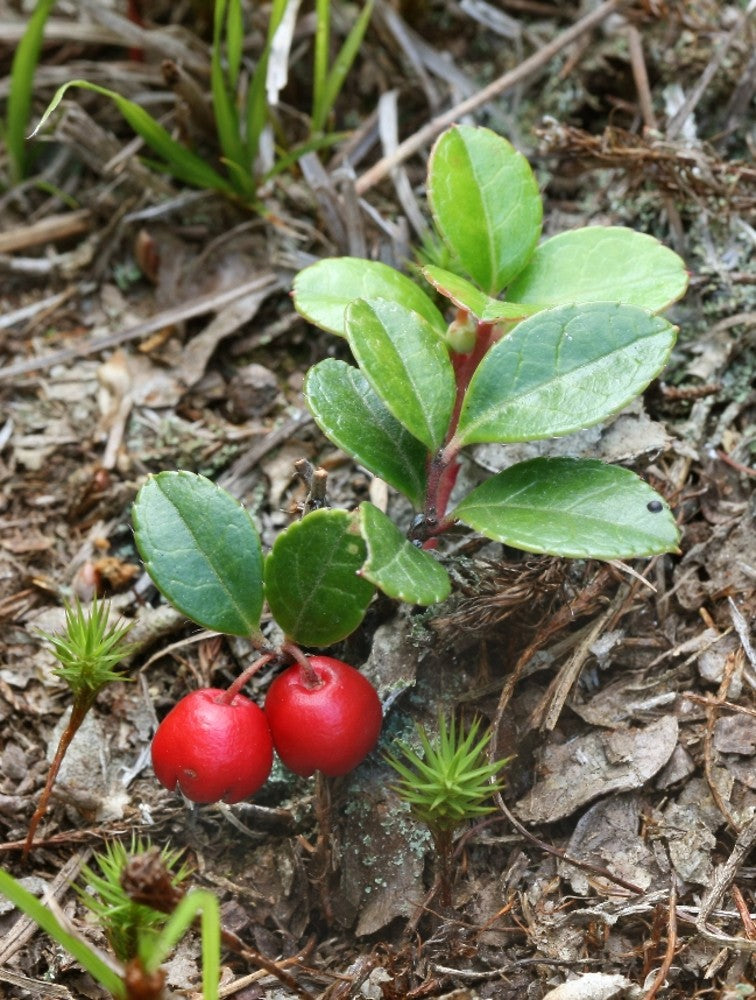 Wintergreen (Gaultheria procumbens)