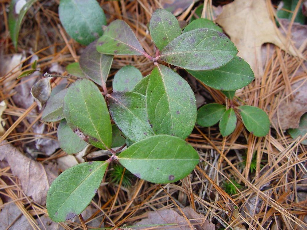 Wintergreen (Gaultheria procumbens)